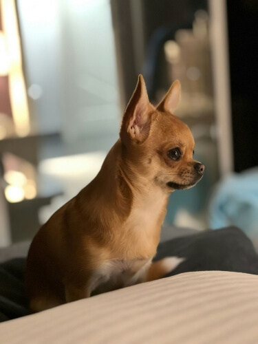 部屋の中で座っているチワワの写真。おうちでのドッグフードの与え方や体調管理のポイントを表現