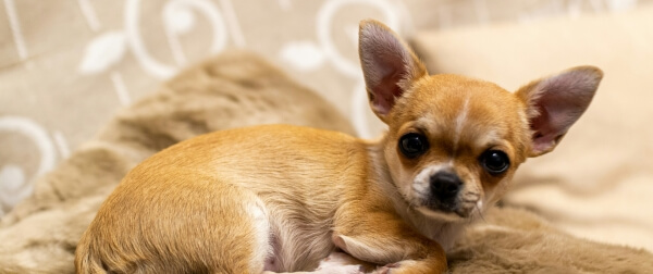 ブランケットの上でくつろぐチワワの写真。小型犬の体質に合ったドッグフードの選び方を表現