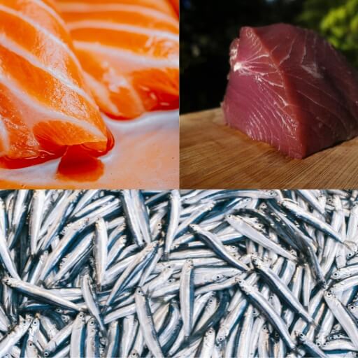 サーモンやマグロ、小魚などの魚の写真。犬に必要な魚由来タンパク質とオメガ3脂肪酸のメリットを紹介するイメージ